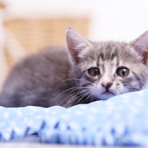 home-buying-tips-pet-owners-grey-kitten-image.jpg