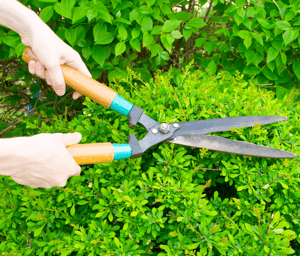 Your Guide to a Lush Landscape Clippers image