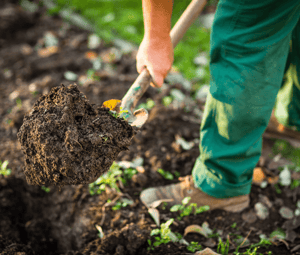 An Essential Guide to Gardening in Alberta Digging image