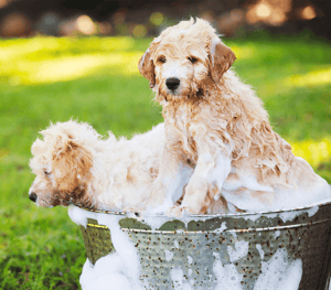 12 Things Every Pet Owner Needs in Their Home Dogs Bathing image