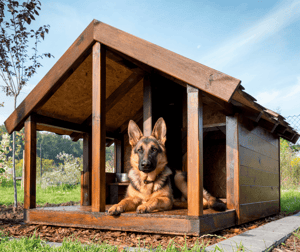 12 Things Every Pet Owner Needs in Their Home German Shepherd image