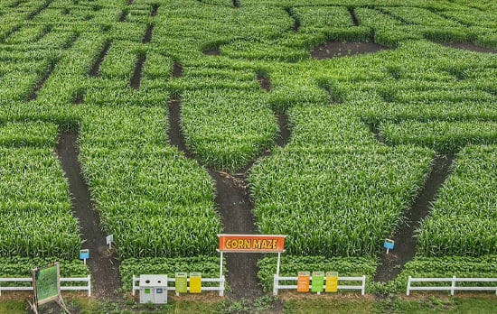 edmonton-corn-maze