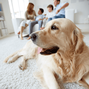 home-staging-101-tips-sell-home-fast-dog-with-family.png