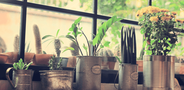 Houseplants You Probably Won't Kill Pots Featured Image