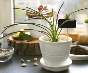 Houseplants You Probably Won't Kill Spider Image