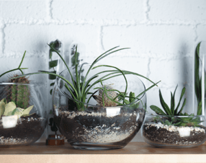 Houseplants You Probably Won't Kill Vases Image