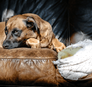 Home Decorating: What Not to Do Dog Image