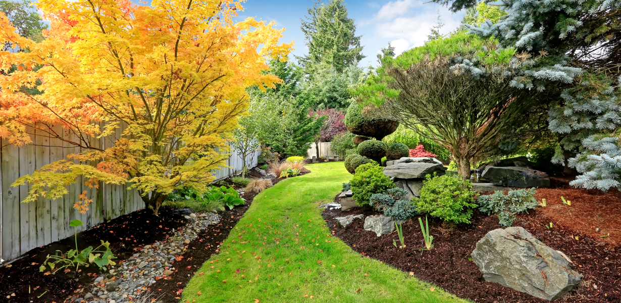 guide-picking-right-trees-yard-featured-image