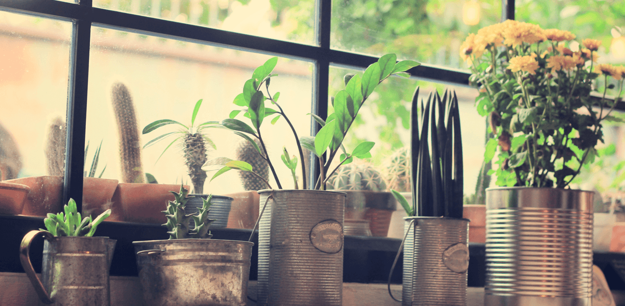 houseplants-you-probably-wont-kill-pots-featured-image